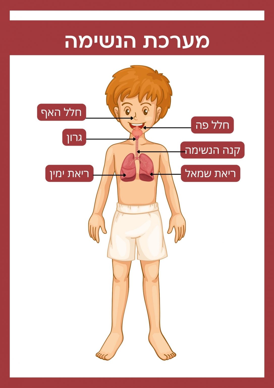 מערכת הנשימה: תפקוד, אנטומיה וכיצד היא עובדת - ניתאי