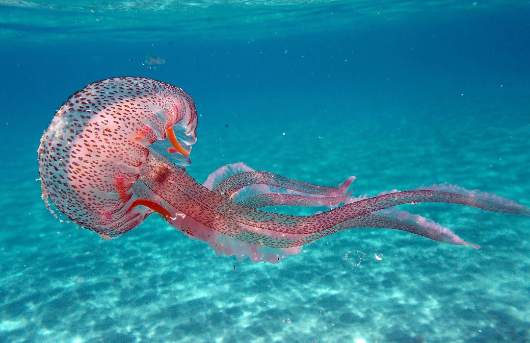 איך לטפל בעקיצת מדוזה