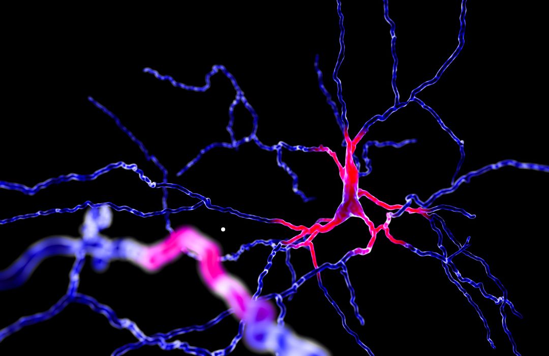 דופמין (נוירוטרנסמיטר) הפועל במוח. עוזר לתאי עצב לשלוח מסרים זה לזה. הוא מיוצר על ידי תאים בעומק המוח ופועל על תאים בחלקים אחרים של המוח.