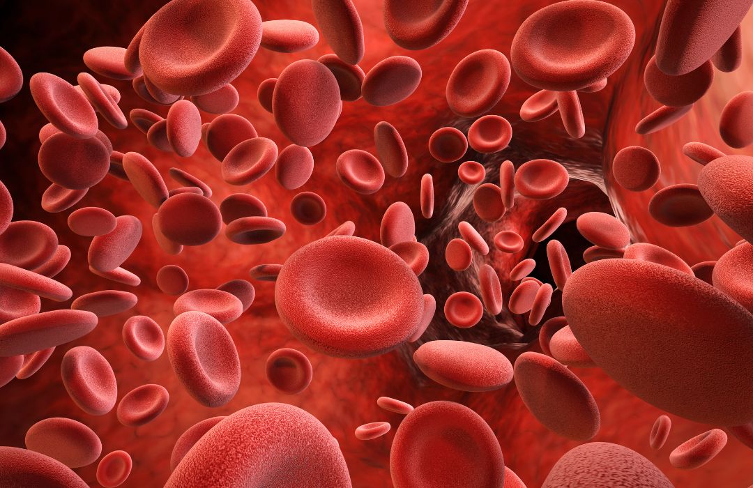 מערכת הדם מורכבת מלב, כלי דם ודם עצמו, והיא אחראית על הובלת חומרים חיוניים לכל תאי הגוף, והוצאת פסולת מהם.